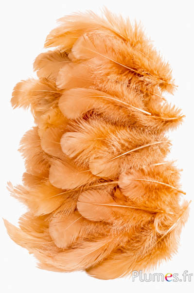 Gallina - 5-9 cm - castagna